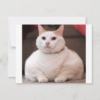 Vetkat