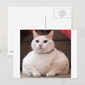 Vetkat Briefkaart (Voorkant / Achterkant)