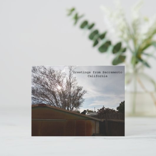 Vetkat Briefkaart (Staand voorkant)