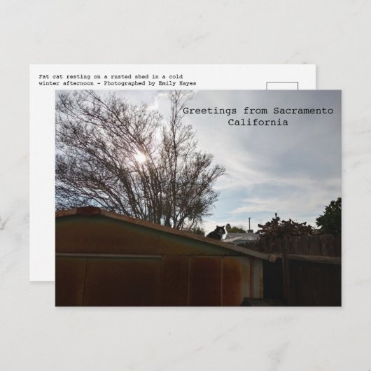 Vetkat Briefkaart (Voorkant / Achterkant)