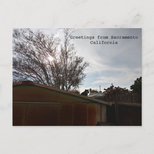 Vetkat Briefkaart (Voorkant)