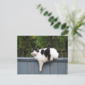 Vetkat op hek briefkaart (Staand voorkant)