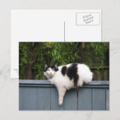 Vetkat op hek briefkaart (Voorkant / Achterkant)