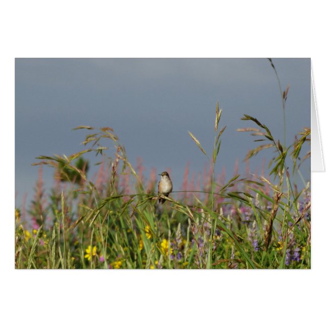 Vetkleine Hummingvogel (Voorkant Horizontaal)