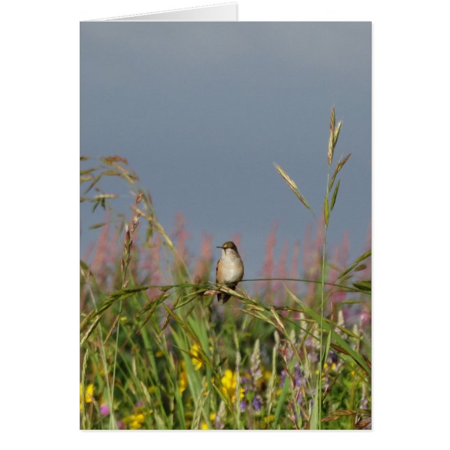 Vetkleine Hummingvogel (Voorkant)