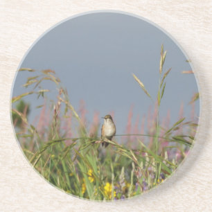Vetkleine Hummingvogel Zandsteen Onderzetter