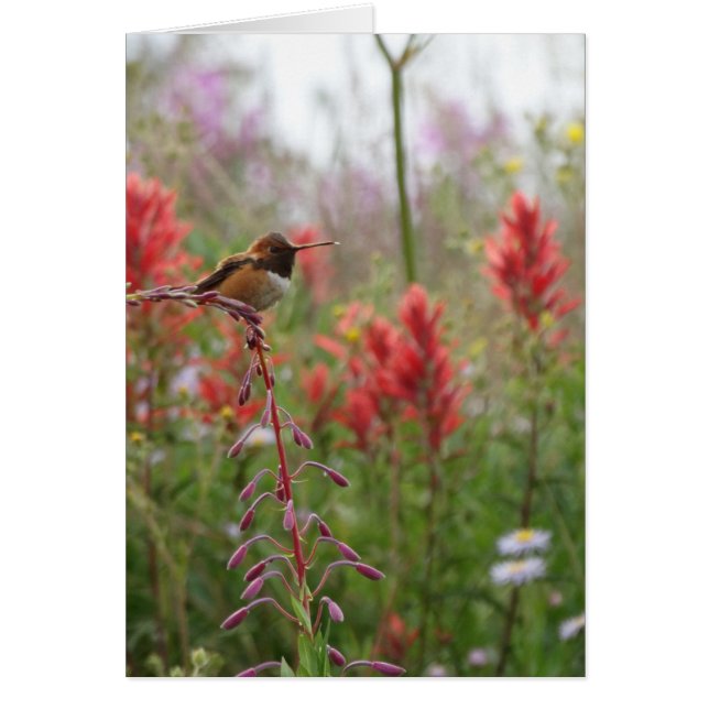 Vetkleine vogel (Voorkant)