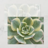 Vetplant Ansichtkaart Briefkaart (Voorkant / Achterkant)