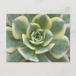 Vetplant Ansichtkaart Briefkaart