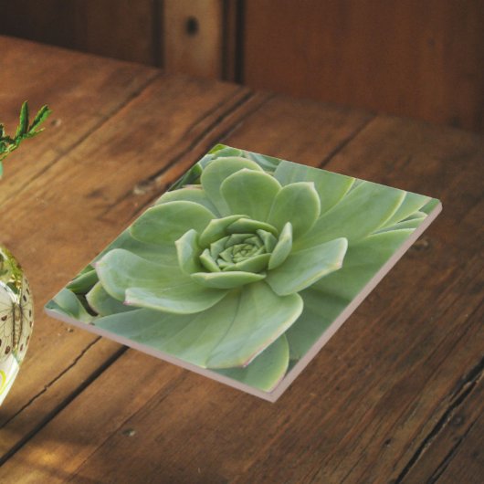 Vetplant Bloem Hens and Chicks Tegeltje
