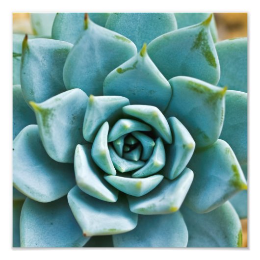 Vetplant Close-up Foto Afdruk (Voorkant)