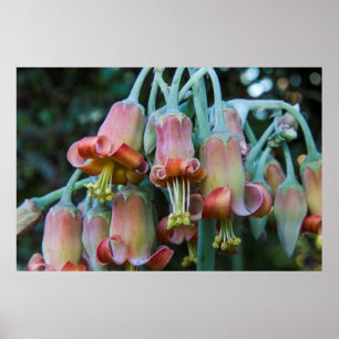 Vetplant Echeveria-bloesems Poster