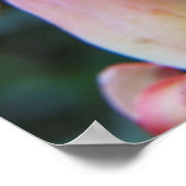 Vetplant Echeveria-bloesems Poster (Hoek)