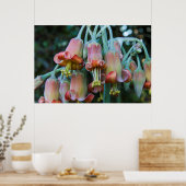 Vetplant Echeveria-bloesems Poster (Keuken)
