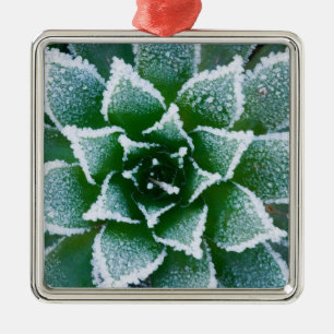 Vetplant 'Hen & Chicks' met vorst 's ochtends vroe Metalen Ornament