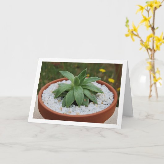 Vetplant in Terracotta Pot Kaart (Gele Bloem)