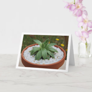 Vetplant in Terracotta Pot Kaart