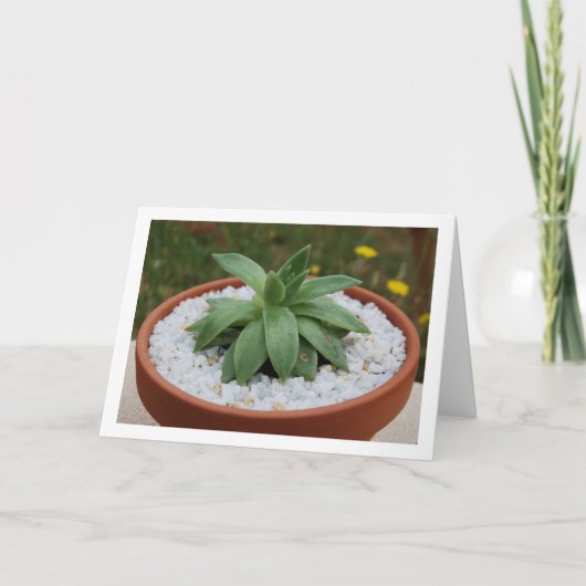 Vetplant in Terracotta Pot Kaart (Voorkant)