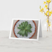 Vetplant in Terracotta Pot Kaart (Gele Bloem)