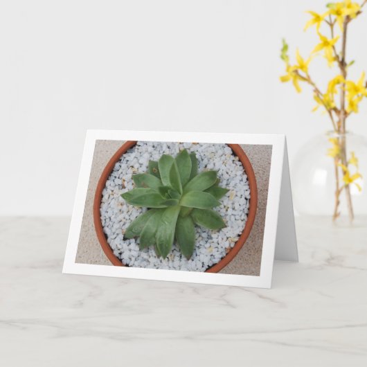 Vetplant in Terracotta Pot Kaart (Gele Bloem)