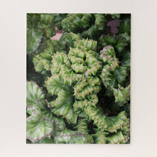 Vetplant Legpuzzel (Verticaal)