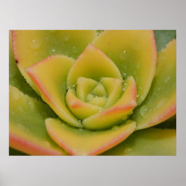 Vetplant Muurkunst | Botanische Natuurprint Poster