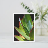 Vetplant woestijnplant briefkaart (Staand voorkant)
