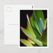 Vetplant woestijnplant briefkaart (Voorkant / Achterkant)
