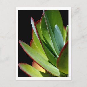 Vetplant woestijnplant briefkaart