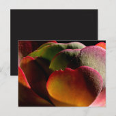 Vetplant Woestijnplant  Briefkaart (Voorkant / Achterkant)