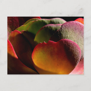 Vetplant Woestijnplant  Briefkaart