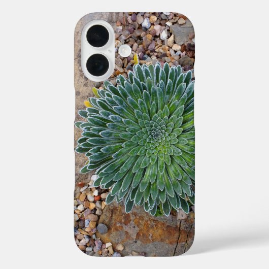 Vetplant woestijnplant Case-Mate iPhone case (Achterkant)