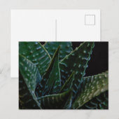 Vetplant Zebra Plant Briefkaart (Voorkant / Achterkant)