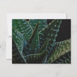 Vetplant Zebra Plant Briefkaart