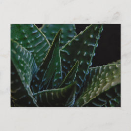 Vetplant Zebra Plant Briefkaart