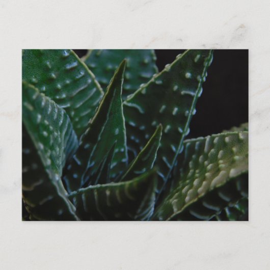 Vetplant Zebra Plant Briefkaart (Voorkant)