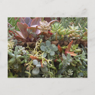 Vetplanten ansichtkaart briefkaart