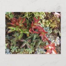 Vetplanten ansichtkaart