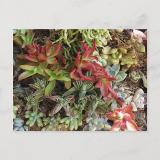 Vetplanten ansichtkaart briefkaart