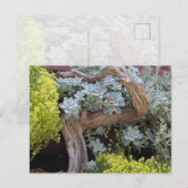 Vetplanten briefkaart (Voorkant / Achterkant)