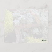 Vetplanten briefkaart (Achterkant)