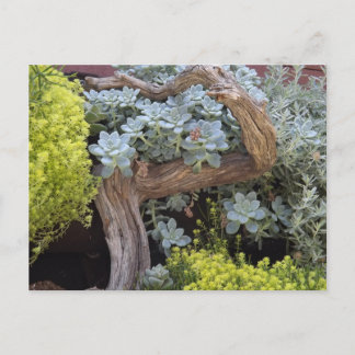 Vetplanten briefkaart