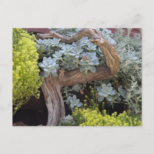 Vetplanten briefkaart (Voorkant)
