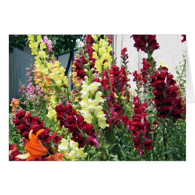 Vette Rocket Snapdragons (Voorkant Horizontaal)