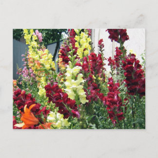 Vette Rocket Snapdragons Briefkaart