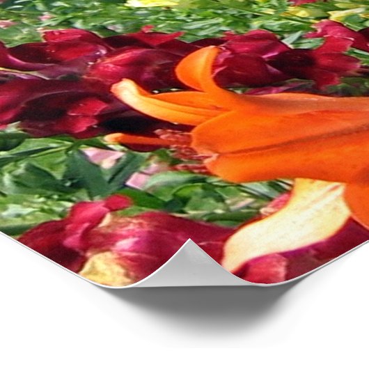 Vette Rocket Snapdragons Poster (Hoek)