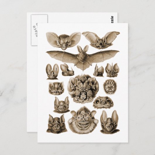 Vetten Briefkaart (Voorkant / Achterkant)