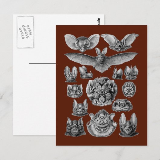 Vetten Briefkaart (Voorkant / Achterkant)