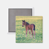 Veulen in paardenbloemveld magneet (Voorkant / Achterkant)