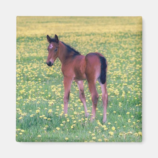 Veulen in paardenbloemveld magneet (Voorkant)